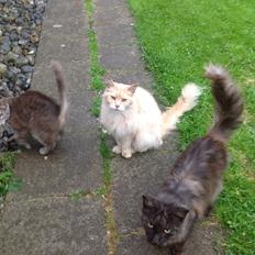 Maine Coon Amonti Lado