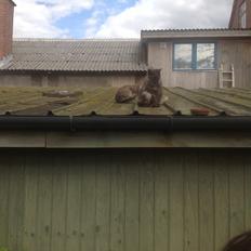 Blanding af racer Kuzco