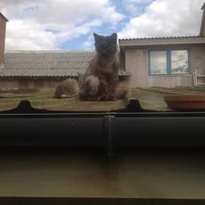 Blanding af racer Kuzco