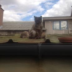 Blanding af racer Kuzco