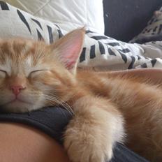 Blanding af racer Zimba Løvenberg