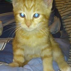 Blanding af racer Zimba Løvenberg