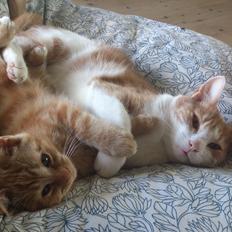 Blanding af racer Zimba Løvenberg