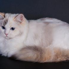 Ragdoll S* Gunbertus Lily