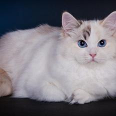 Ragdoll S* Gunbertus Lily