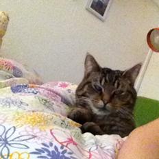 Blanding af racer Sigurd