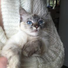 Hellig Birma Abella-Bruntortietabby