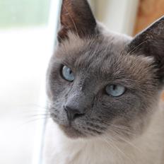 Blanding af racer Blue Delle R.I.P