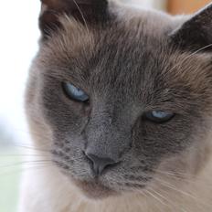 Blanding af racer Blue Delle R.I.P