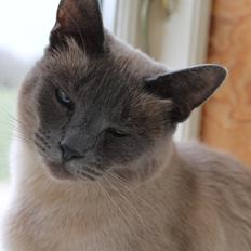 Blanding af racer Blue Delle R.I.P