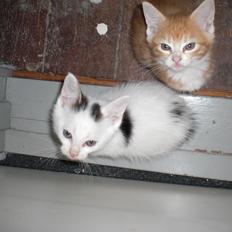 Blanding af racer Mayo