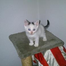 Blanding af racer Mayo