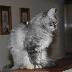 Maine Coon Penny *Sov sødt*