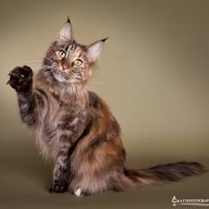 Maine Coon IC DK Bjørnholts Carmina 9/6