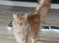 Maine Coon Samson