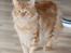 Maine Coon Samson