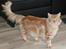 Maine Coon Samson
