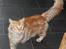 Maine Coon Samson
