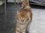Maine Coon Samson