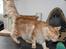 Maine Coon Samson