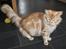 Maine Coon Samson