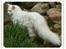 Maine Coon DK Lykke katte's Presley
