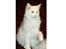 Maine Coon DK Lykke katte's Presley