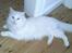Maine Coon DK Lykke katte's Presley
