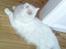 Maine Coon DK Lykke katte's Presley