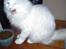 Maine Coon DK Lykke katte's Presley