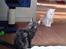 Maine Coon DK Lykke katte's Presley