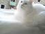 Maine Coon DK Lykke katte's Presley