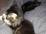 Maine Coon Molly