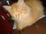 Maine Coon Pjevs.