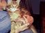 Maine Coon L.O.C.