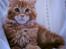 Maine Coon L.O.C.