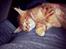 Maine Coon L.O.C.