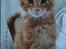 Maine Coon L.O.C.