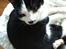 Huskat *Storemis* Diva - Storemis<3