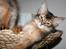 Somali Catika's Pretty Tied Up