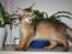 Somali Catika's Pretty Tied Up