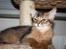 Somali Catika's Pretty Tied Up