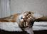 Somali Catika's Pretty Tied Up