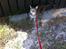 Huskat Bertram