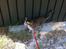 Huskat Bertram
