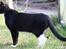 Huskat Nuzer<3 R.I.P.<3 - "You were very elegant"