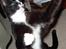 Huskat Nuzer<3 R.I.P.<3 - "You were my little playful kitten<3"