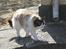 Ragdoll Zion