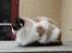 Ragdoll Zion