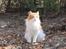 Blanding af racer Crash - the Cat's King ;) hvis han selv skal sige det